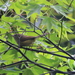 Brownish-flanked Bush Warbler (Taiwan) - Photo (c) Allen Lyu, some rights reserved (CC BY-NC), uploaded by Allen Lyu