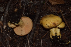 Lactarius scrobiculatus