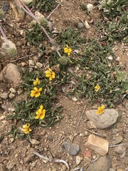 Violaceae