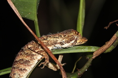 Anolis chrysolepis