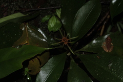 Carapichea ligularis