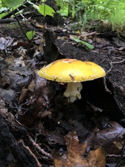 Amanita chrysoblema