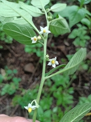 Solanum