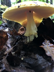 Amanita chrysoblema