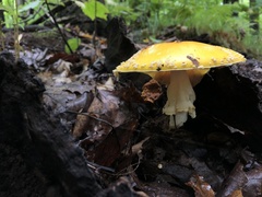 Amanita chrysoblema
