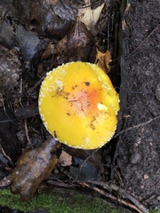 Amanita chrysoblema
