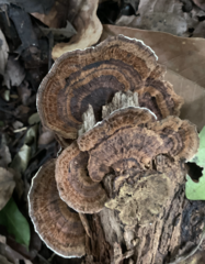 Hexagonia tenuis