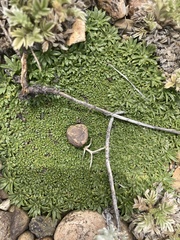 Azorella
