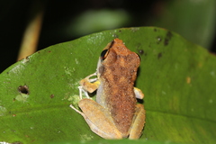 Pristimantis zeuctotylus