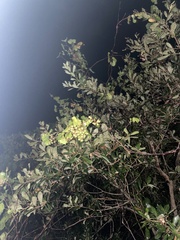 Lyonia fruticosa