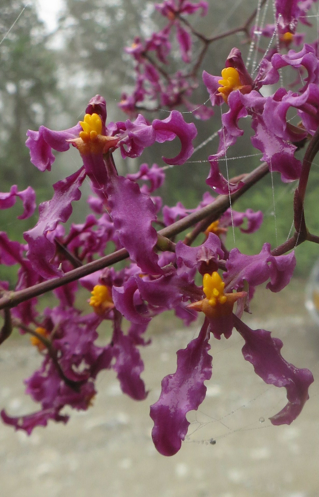 Cyrtochilum ioplocon (Rchb.f.) Dalström