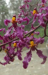 Cyrtochilum
