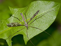 Tipula maxima