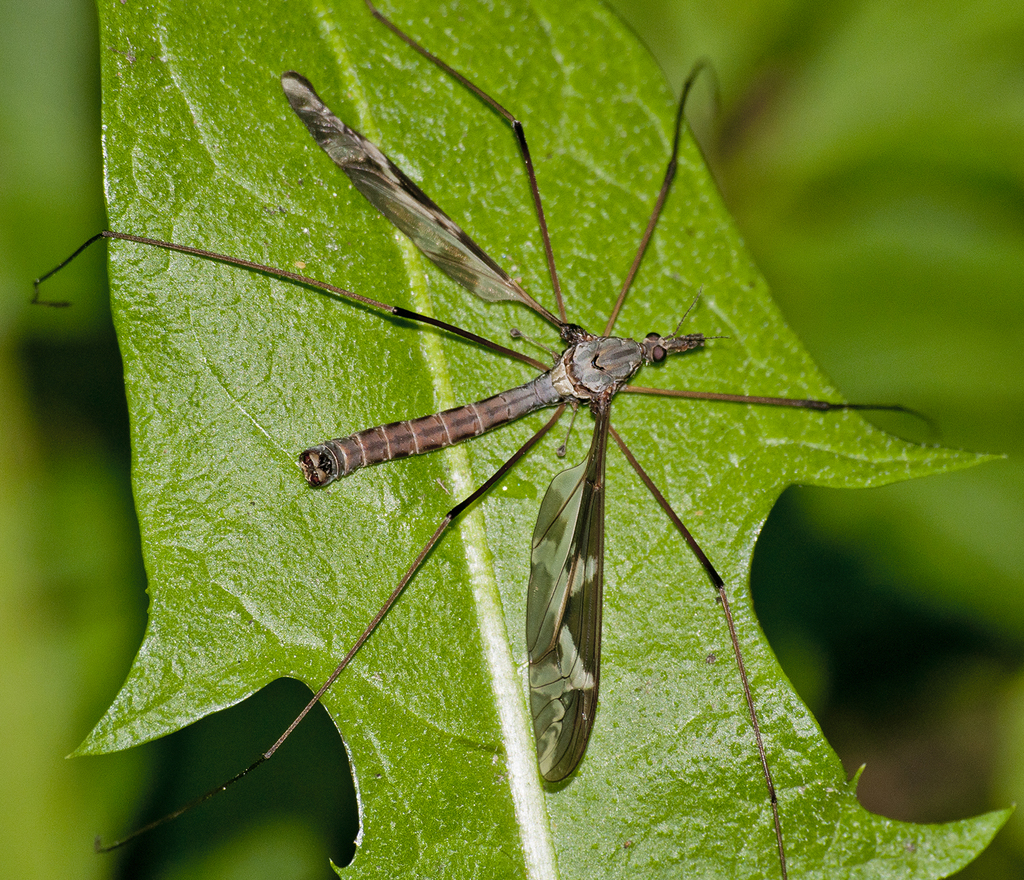 Tipulinae