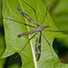 Tipulinae - Photo (c) Kim Falck,  זכויות יוצרים חלקיות (CC BY-NC), הועלה על ידי Kim Falck