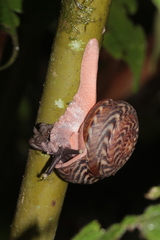 Solaropsis undata