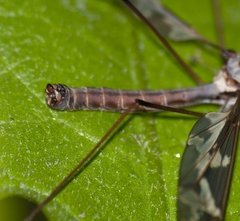 Tipula maxima