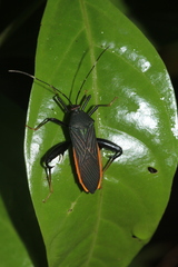 Nematopus indus