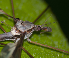 Tipula maxima