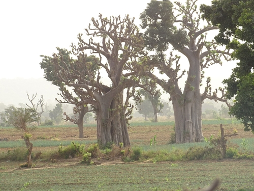 African baobab