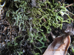 Riccia fluitans