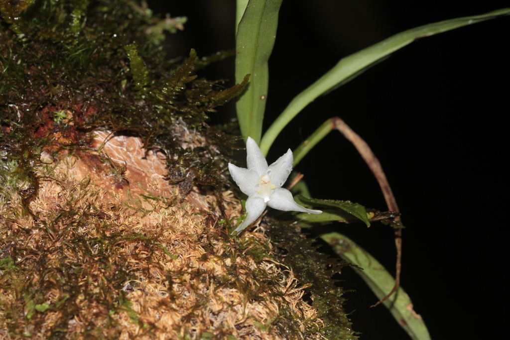 Kefersteinia lafontainei