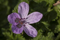 Erodium maculatum