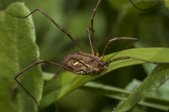 Phalangiinae