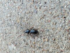 Scarites subterraneus