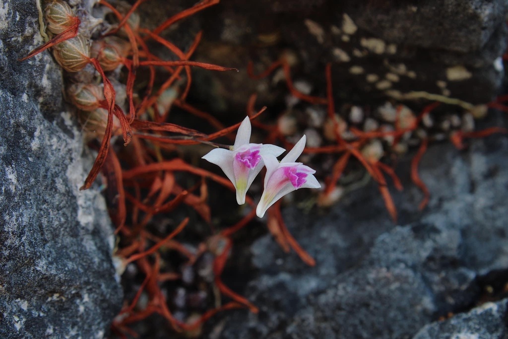 Dendrobium elliottianum