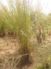 Andropogon gayanus