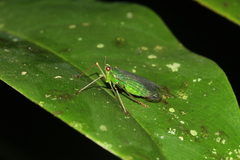 Dictyopharidae