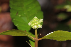 Eumachia guianensis