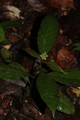 Eumachia guianensis