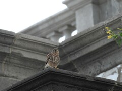 Falco tinnunculus