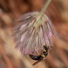 Calliopsis andreniformis