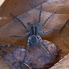 Tigrosa georgicola