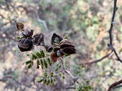 Vachellia constricta