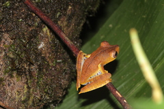 Boana calcarata