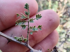 Vachellia constricta