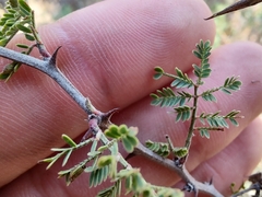 Vachellia constricta