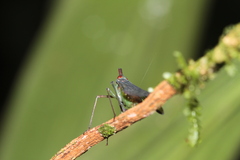 Dictyopharidae