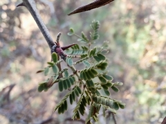 Vachellia constricta