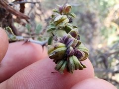 Vachellia constricta