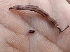 Vachellia constricta