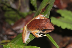 Pristimantis zeuctotylus