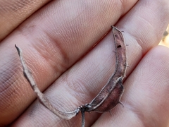 Vachellia constricta