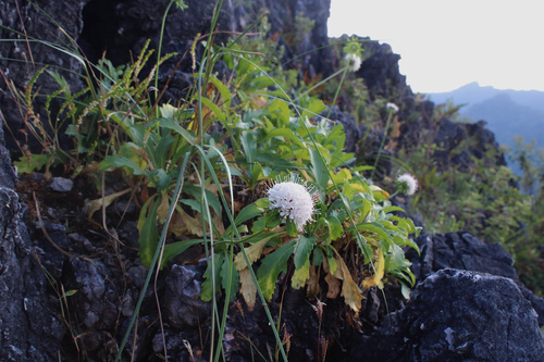 Pterocephalodes siamensis