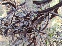 Vachellia constricta