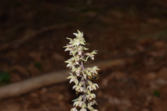 Epipactis purpurata